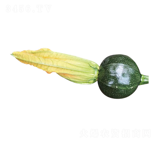 黑珍-西葫蘆種子-慶發禾盛