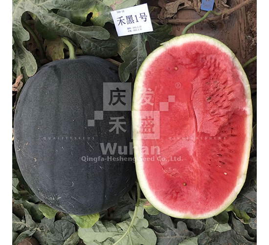 禾黑1號-西瓜種子-慶發(fā)禾盛
