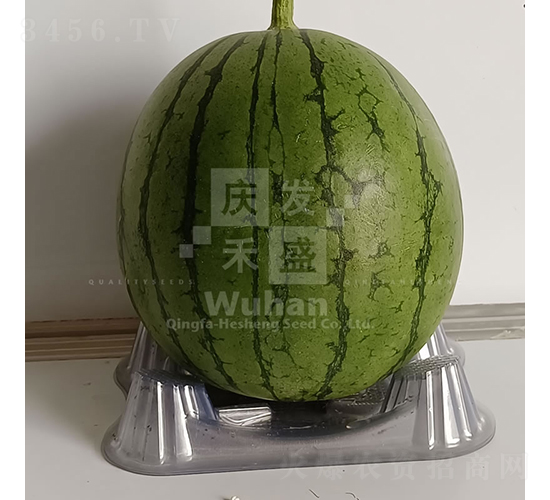 小麗早-西瓜種子-慶發禾盛