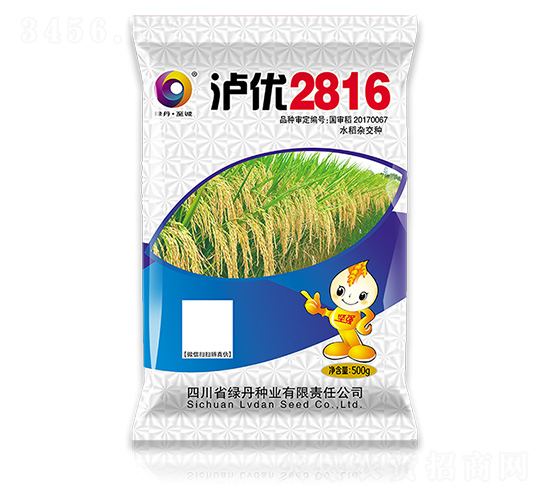 瀘優2816-金色綠丹