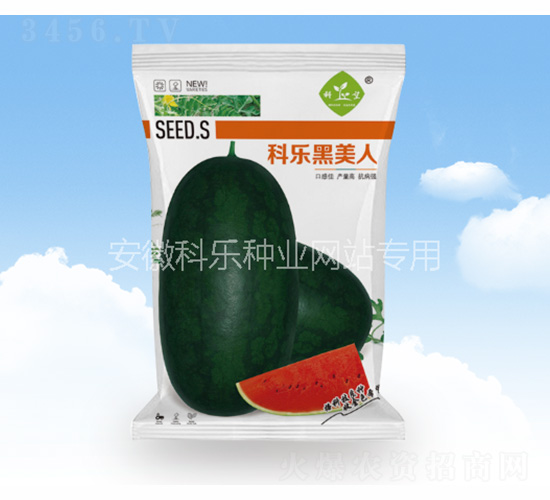 科樂黑美人-科樂種業(yè)