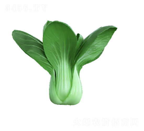 抗熱605青菜種子-農科種子