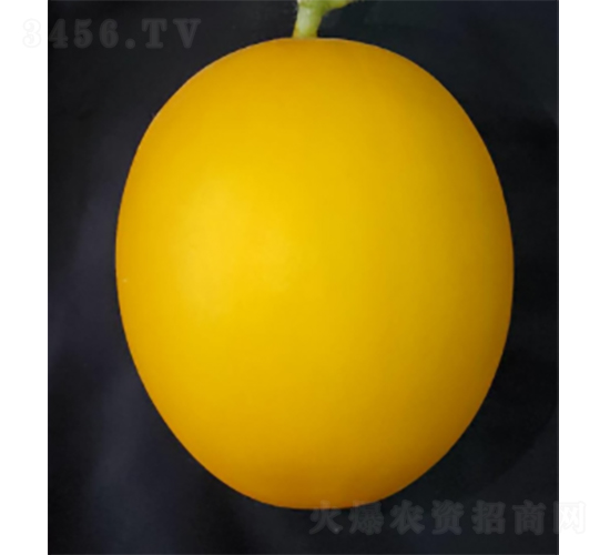科雷特3號-西瓜種子-農(nóng)科種子