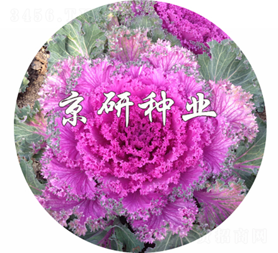 京冠紅6號-甘藍種子-京研種業(yè)
