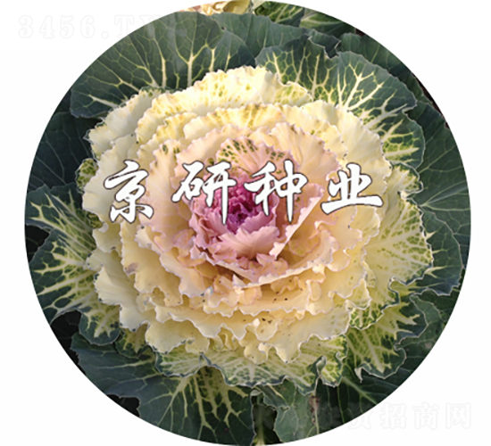 京蓮白3號-甘藍種子-京研種業(yè)