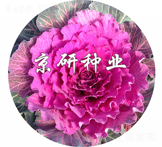 京蓮紅2號-甘藍種子-京研種業