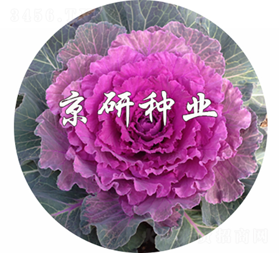 京蓮紅3號(hào)-甘藍(lán)種子-京研種業(yè)