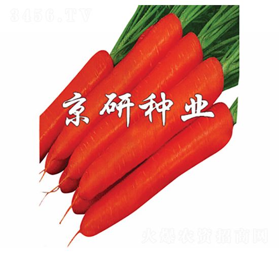 改良紅芯七寸-胡蘿卜種子-京研種業