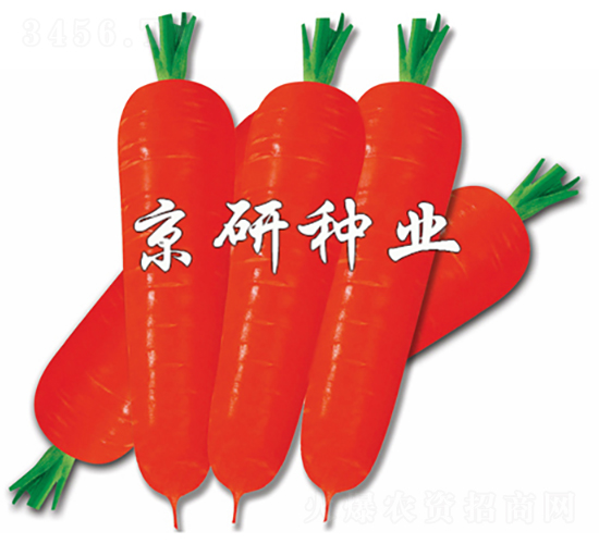 紅芯100-胡蘿卜種子-京研種業
