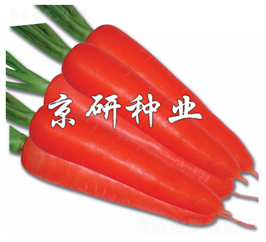 紅芯105-胡蘿卜種子-京研種業