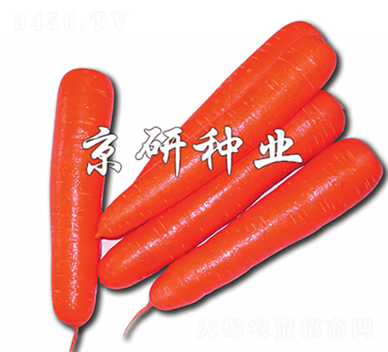 ç´…èŠ¯120-èƒ¡è˜¿åœç¨®å­-äº¬ç ”ç¨®æ¥­(yÃ¨)