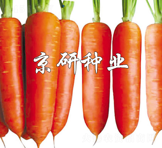 華譽(yù)208-胡蘿卜種子-京研種業(yè)