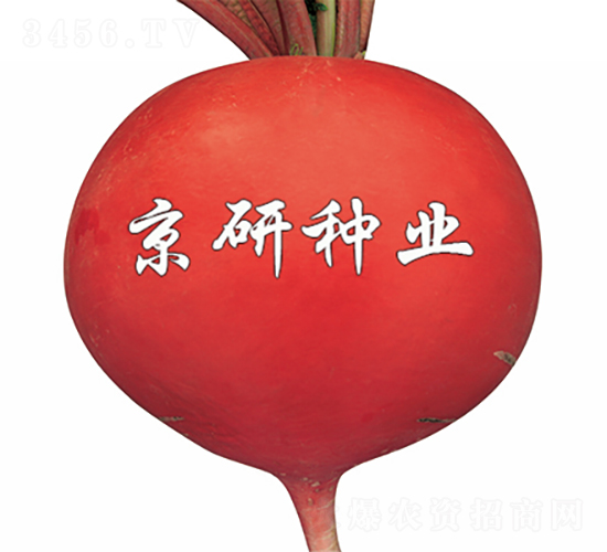 京紅3號-蘿卜種子-京研種業
