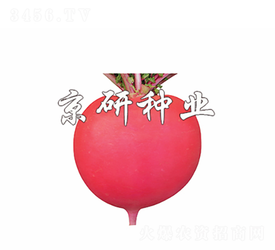 京紅4號-蘿卜種子-京研種業