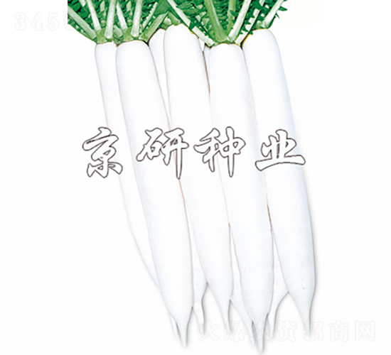 京研秋白-蘿卜種子-京研種業