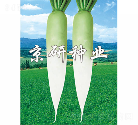 天麗2號-蘿卜種子-京研種業