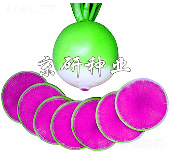 “滿堂紅”心里美-蘿卜種子-京研種業