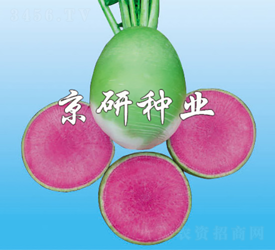 京脆2號（心里美類型）-蘿卜種子-京研種業