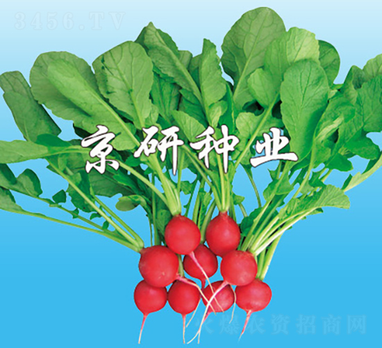 京研紅櫻桃-蘿卜種子-京研種業