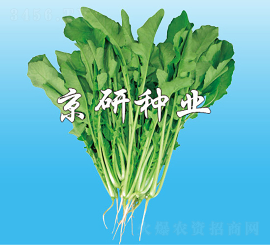 京研葉用蘿卜-蘿卜種子-京研種業