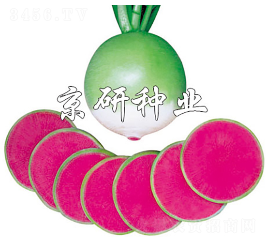 改良滿堂紅-蘿卜種子-京研種業