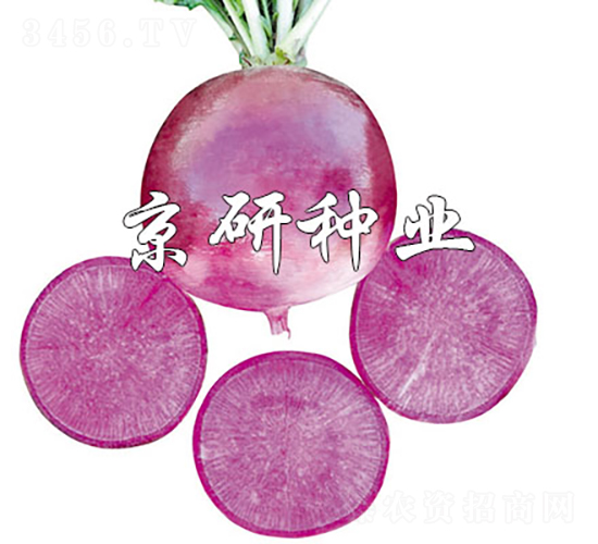 京研紫丹-蘿卜種子-京研種業