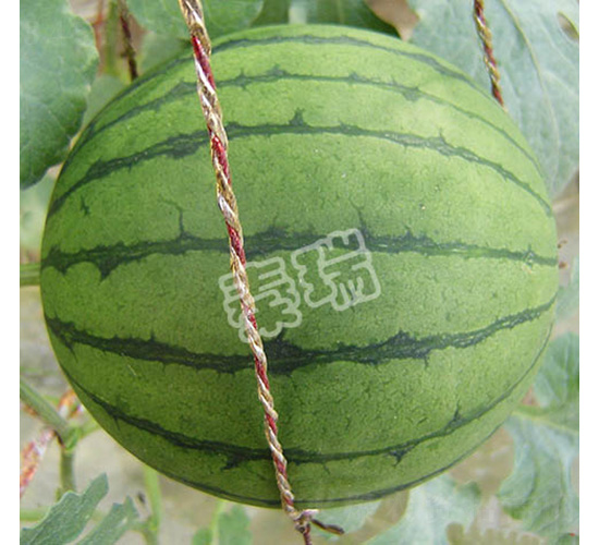 玉玲瓏-西瓜種子-秦瑞
