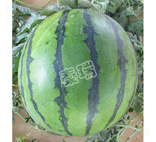 凌瑞超霸-西瓜種子-秦瑞