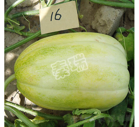 凌甜三號(hào)-甜瓜種子-秦瑞