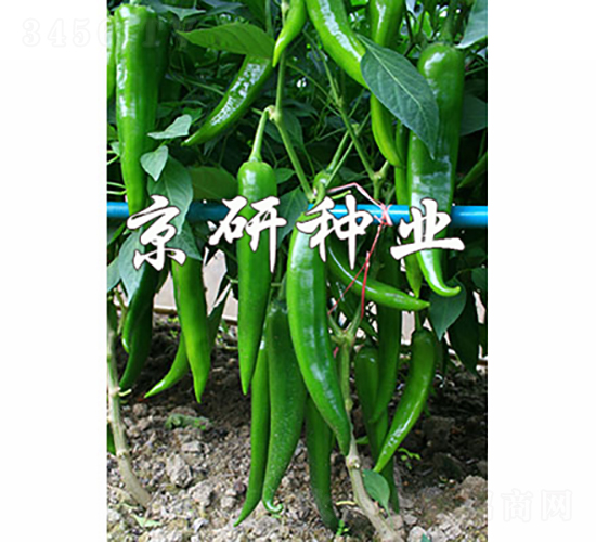 國福316-辣椒種子-京研種業