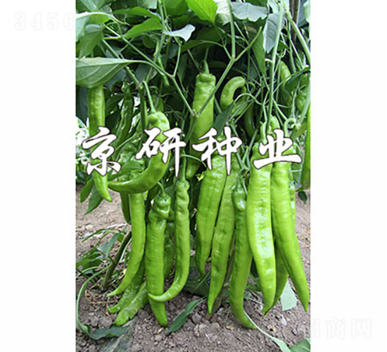 國福907-辣椒種子-京研種業