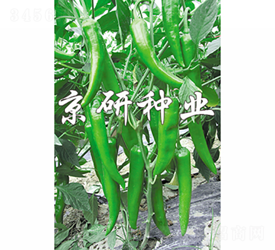 國研1號-辣椒種子-京研種業