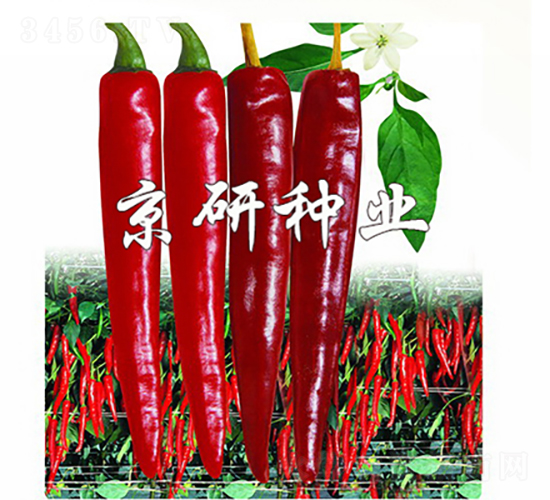 國塔118-辣椒種子-京研種業