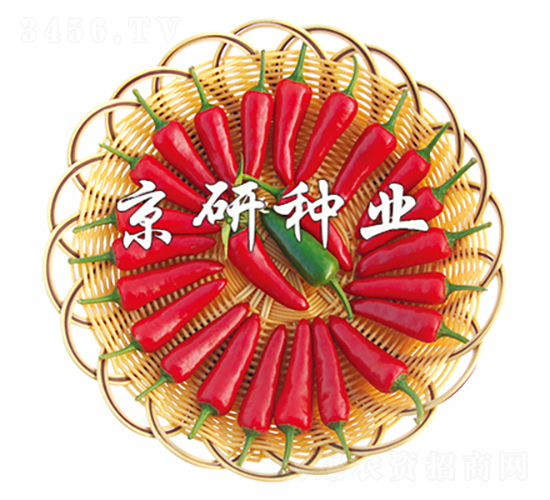 國塔106-辣椒種子-京研種業