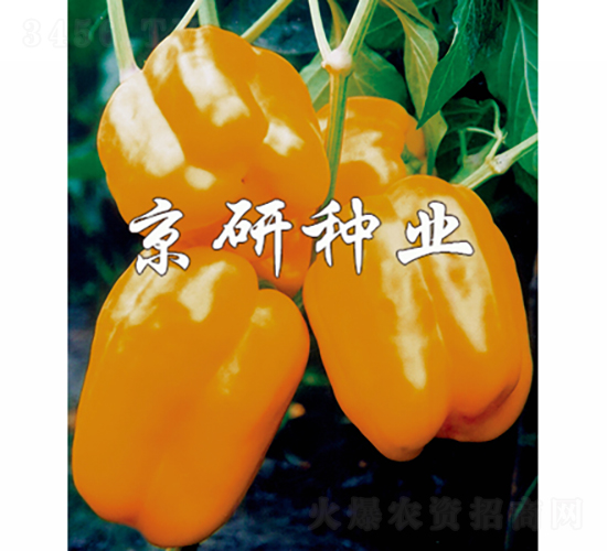 橙星2號-辣椒種子-京研種業