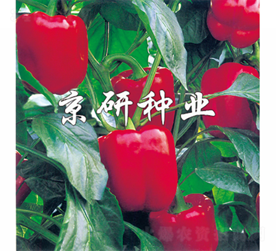 紅星2號-辣椒種子-京研種業