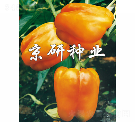 黃星1號-辣椒種子-京研種業