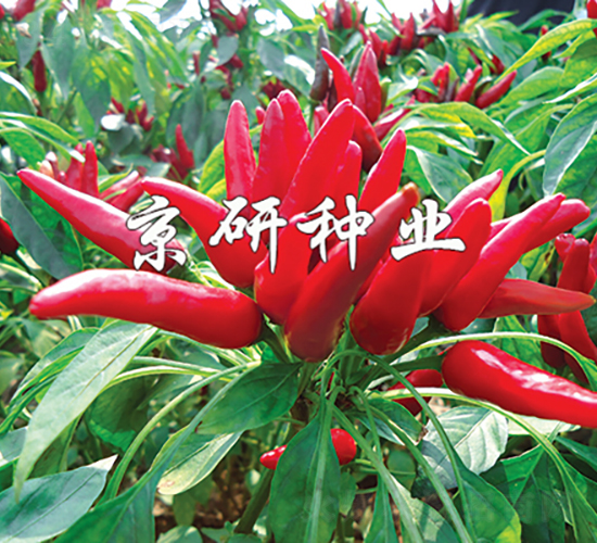 國塔116-辣椒種子-京研種業