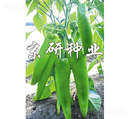 國福910-辣椒種子-京研種業