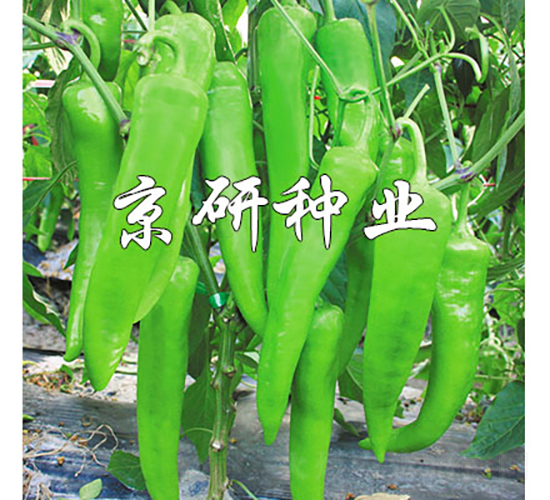 勝寒742-辣椒種子-京研種業