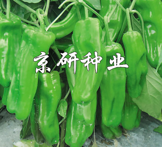 國福519-辣椒種子-京研種業