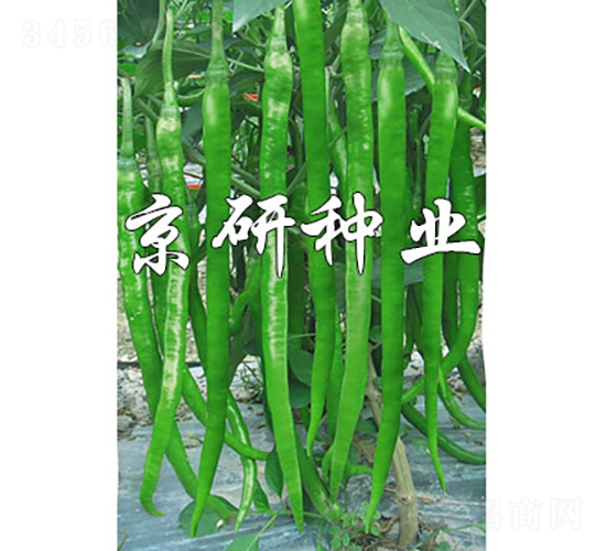 國福416-辣椒種子-京研種業