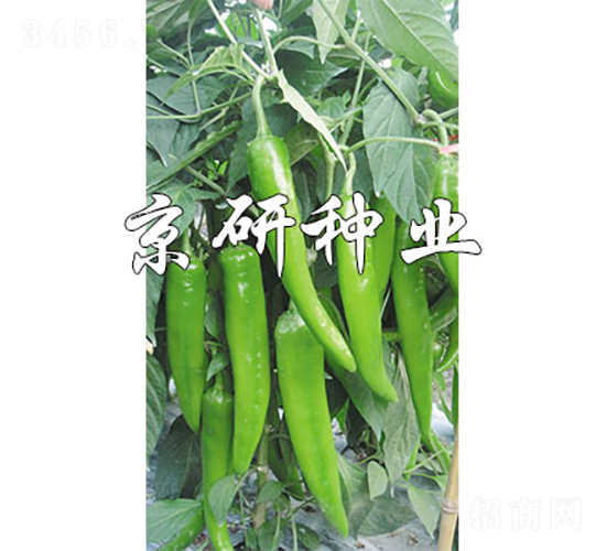 國福218-辣椒種子-京研種業