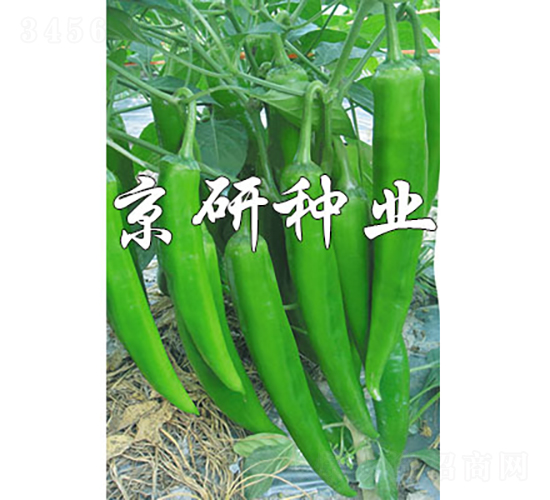 國福326-辣椒種子-京研種業