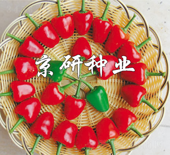 國塔166-辣椒種子-京研種業