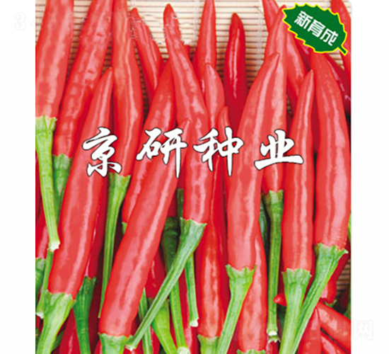 朝龍-辣椒種子-京研種業