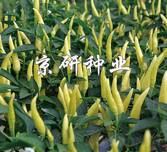 玉指（小米辣）-辣椒種子-京研種業