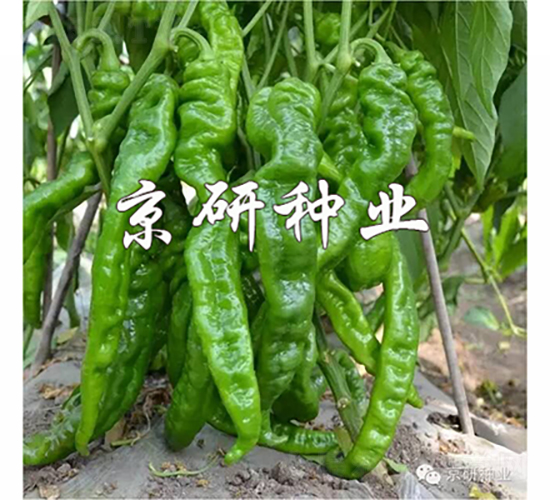 京旋2號-辣椒種子-京研種業