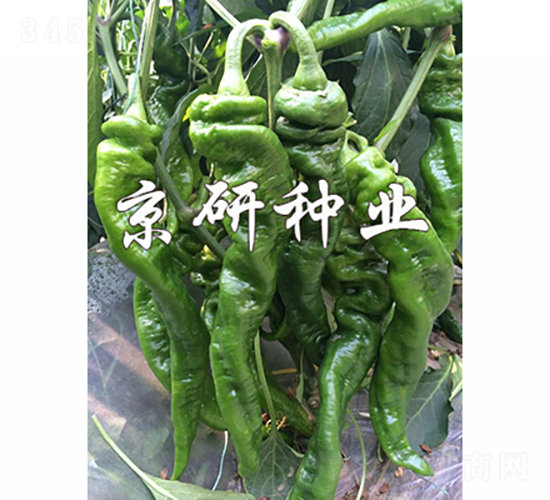 京旋3號-辣椒種子-京研種業