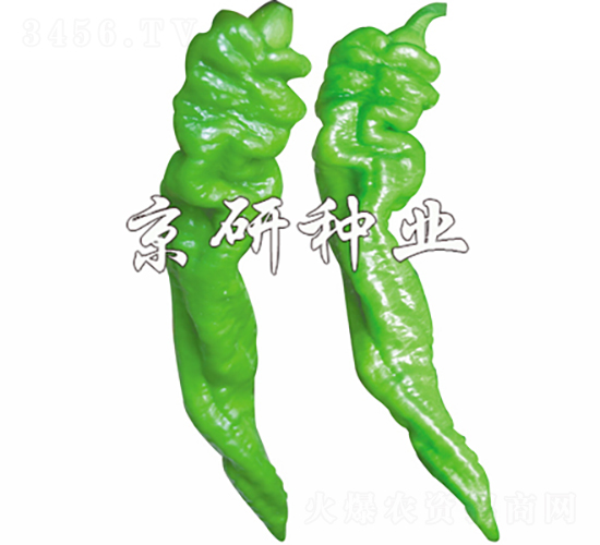 京旋5號-辣椒種子-京研種業